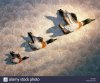 three-flying-ducks-on-the-wall-ACAKBA.jpg