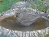 blackbird_female_bath_grumpy.JPG