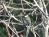 greattit_rowan_sun.JPG