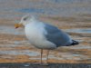 seagull_bmet1.JPG