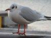 blackheadedgull_bmet1.JPG