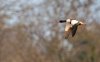 Balisodare Shelduck, March 24-50-Edit.jpg