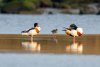 Balisodare Shelduck, March 24-137-Edit.jpg