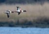 Balisodare Shelduck, March 24-25-Edit.jpg