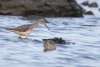 Balisodare Shelduck, March 24-32-Edit.jpg