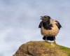 Balisodare Shelduck, March 24-165-Edit.jpg