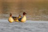 Balisodare Shelduck, March 24-147-Edit.jpg