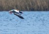 Balisodare Shelduck, March 24-6-Edit.jpg