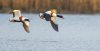 Balisodare Shelduck, March 24-120-Edit.jpg