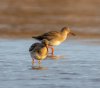 Balisodare Shelduck, March 24-143-Edit.jpg