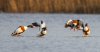 Balisodare Shelduck, March 24-69-Edit.jpg