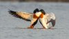 Balisodare Shelduck, March 24-94-Edit.jpg