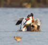 Balisodare Shelduck, March 24-82-Edit.jpg