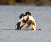 Balisodare Shelduck, March 24-106-Edit.jpg