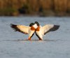 Balisodare Shelduck, March 24-105-Edit.jpg