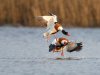 Balisodare Shelduck, March 24-65-Edit.jpg