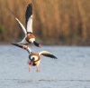 Balisodare Shelduck, March 24-59-Edit.jpg