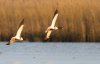 Balisodare Shelduck, March 24-125-Edit.jpg