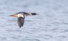 Kellystown, Mergansers, GND, Geese Mar 24-3.jpg