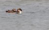 Kellystown, Mergansers, GND, Geese Mar 24-6.jpg