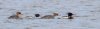 Kellystown, Mergansers, GND, Geese Mar 24-17.jpg