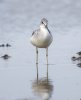 Kellystown, Mergansers, GND, Geese Mar 24-27.jpg