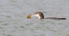 Kellystown, Mergansers, GND, Geese Mar 24-8.jpg