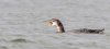 Kellystown, Mergansers, GND, Geese Mar 24-10.jpg