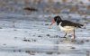 Kellystown, Mergansers, GND, Geese Mar 24-23.jpg