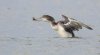 Kellystown, Mergansers, GND, Geese Mar 24-22.jpg