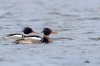 Kellystown, Mergansers, GND, Geese Mar 24-19.jpg