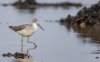 Kellystown, Mergansers, GND, Geese Mar 24-24.jpg