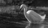 Egret B+W Photoshop.jpg